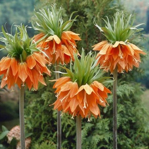 Царская корона рябчик луковицы