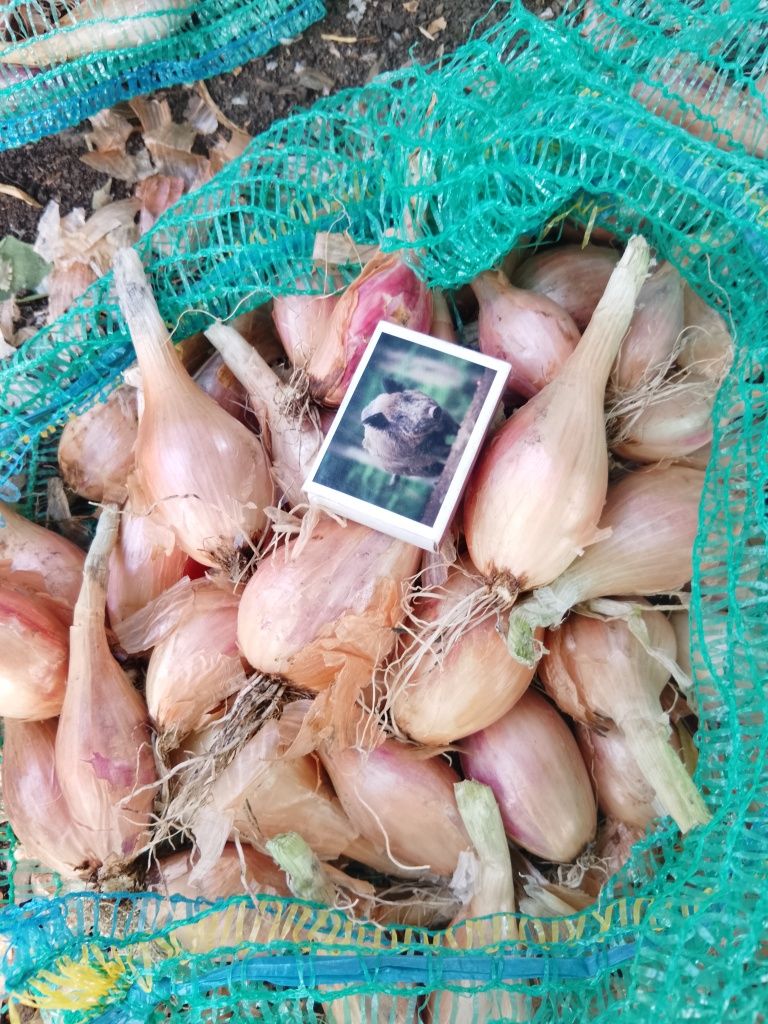 Кущівка Королівська