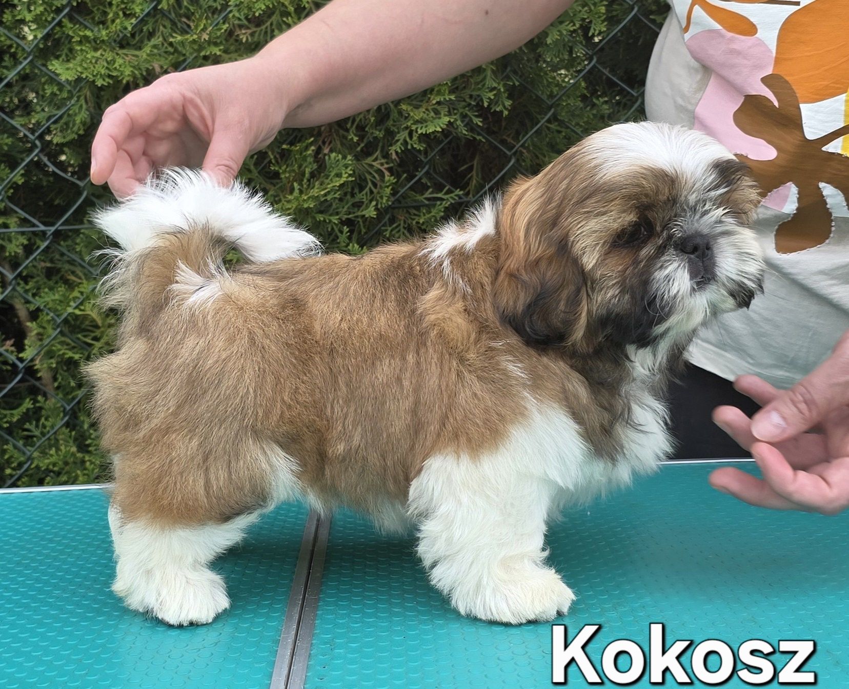 Piesek Shih tzu ZKWP