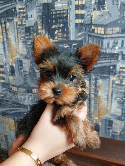 Йорки малюки  1 дівчинка і 4 хлопчики.