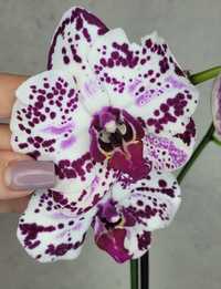 Уцінка Орхидея орхідеї орхидеи орхидея Фаленопсис біг лі