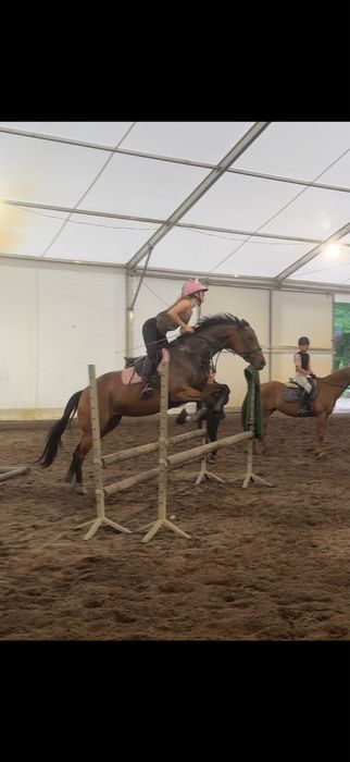 Klacz 4 lata folblut