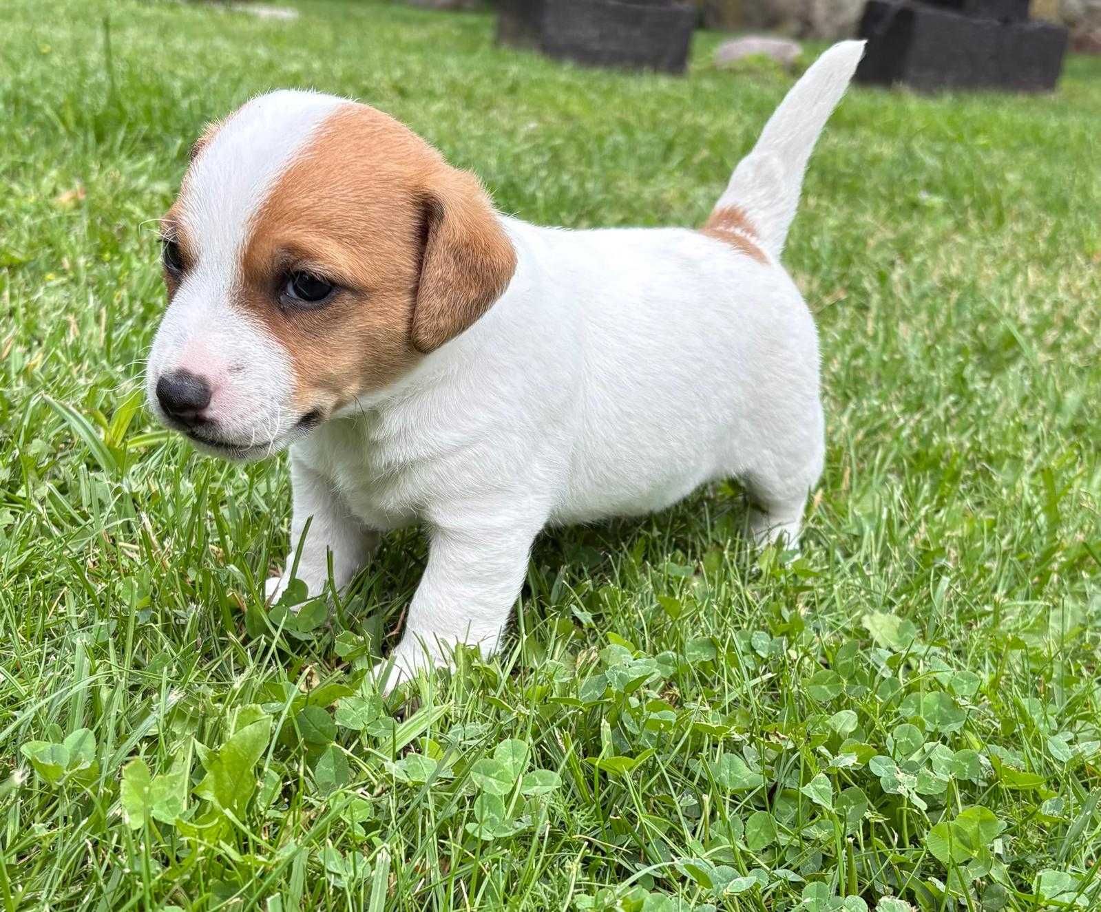 Piesek Jack Russell Terrier/ Magic Jack
