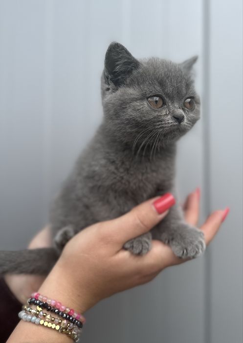 Kotka Brytyjska Czystej Rasy 3 miesieczna z Rodowodem