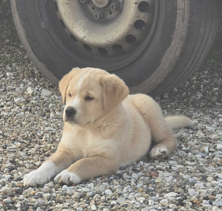 Adoção responsável macho 3 meses