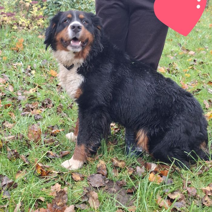 Bernieński pies pasterski suczka