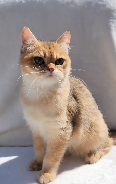 Шотландське кошеня золота шиншила