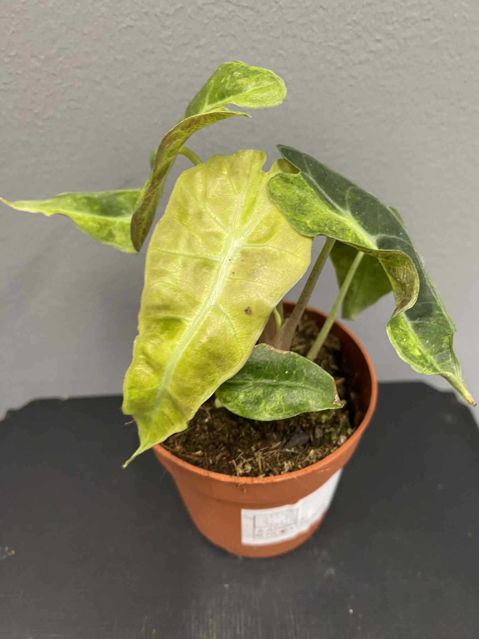 Alocasia Polly Variegata Aurea