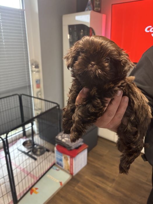 Suczka shih tzu czekoladowa