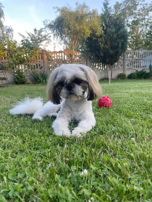 Reproduktor Shih tzu z rodowodem