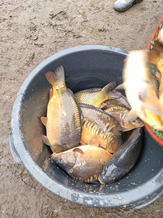 Karp żywy do stawów