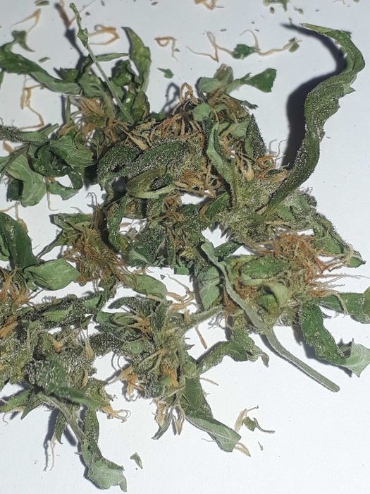 ZKITTLEZ CBG,CBL,CBC  < 22.5%  susz roślinny kopiący 1g + 1g gratis
