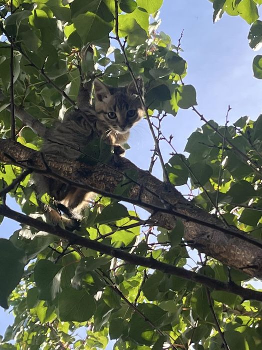 Кошенята