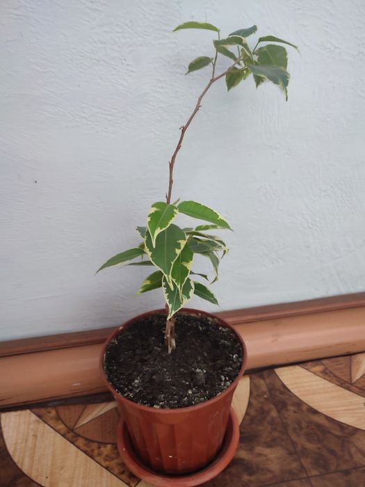 Кімнатні рослини