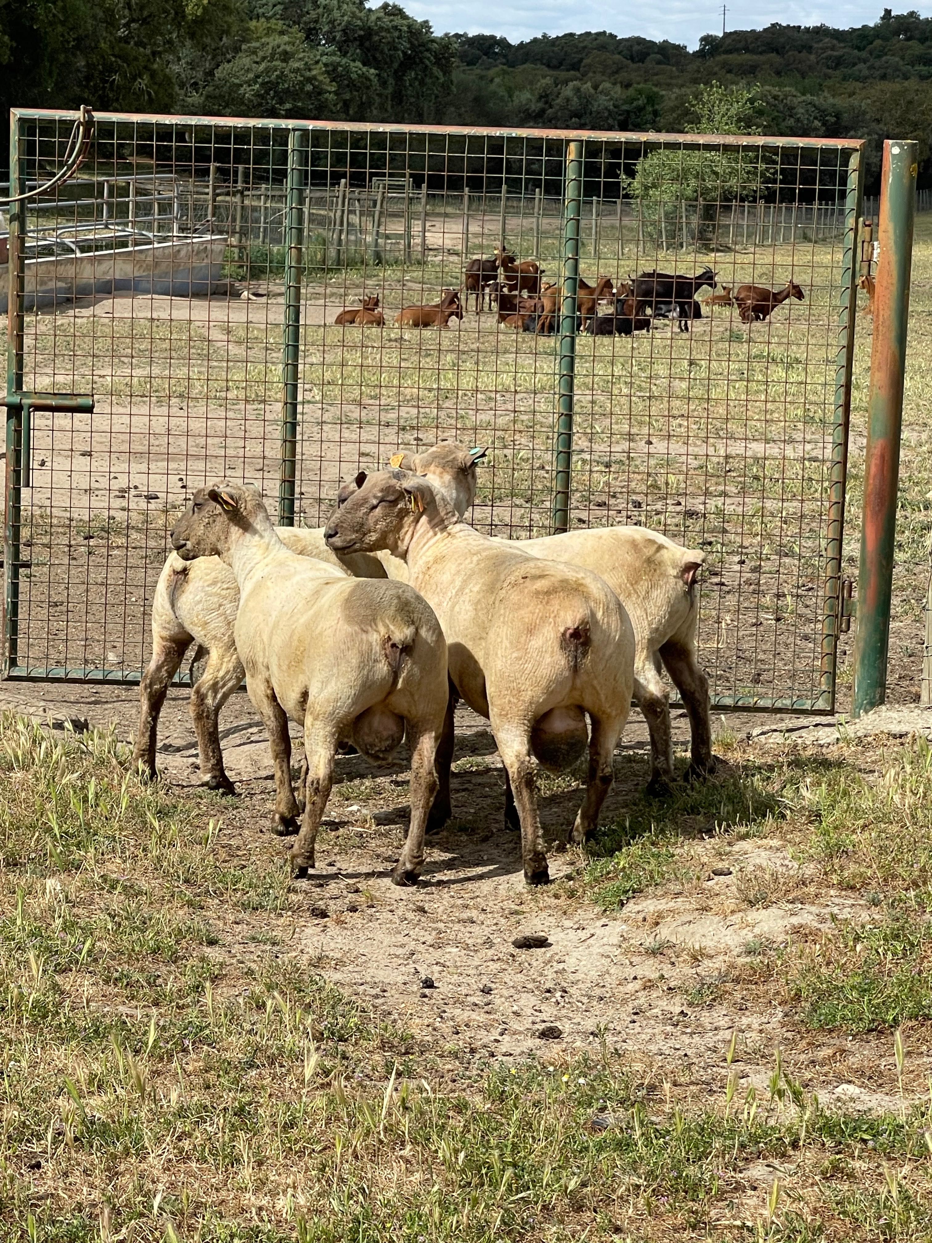 Vendo 3 machos reprodutores da raça Mouton Vendéen com 12 meses.
