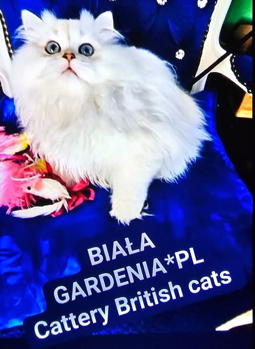 Rodowodowy piękny point BLH ns 21 33 długowłosy o błękitnych oczach