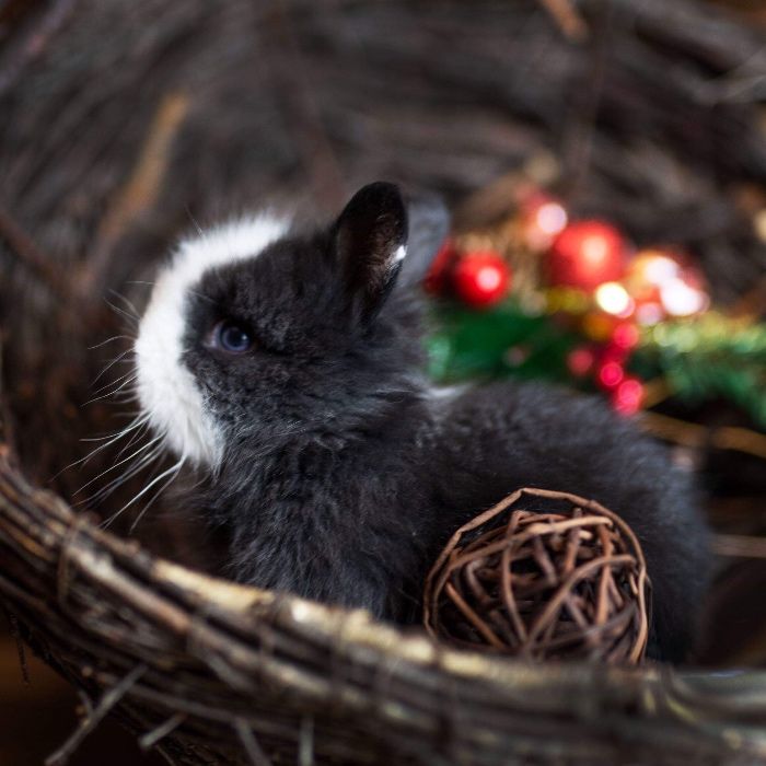 Karzełki teddy królik miniaturka do odbioru Możliwy Dowóz