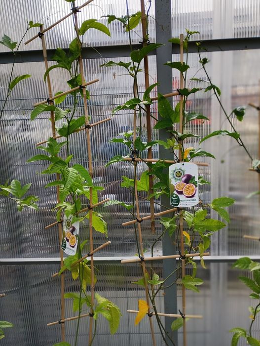 Drzewko owocowe -Pasiflora Edulis-Marakuja