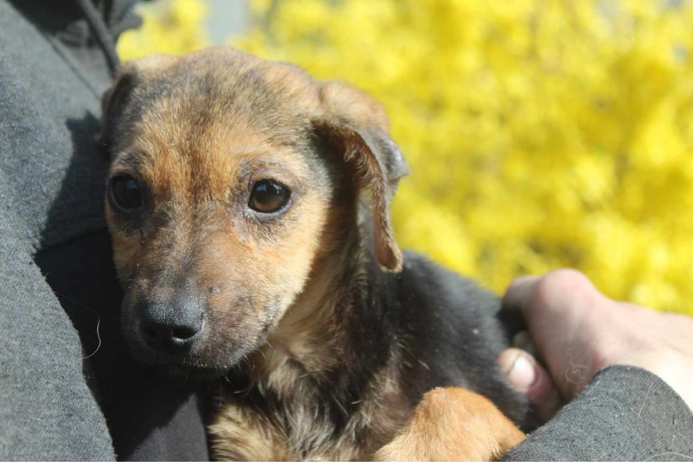 3 miesieczny szczeniak do adopcji. Agatka