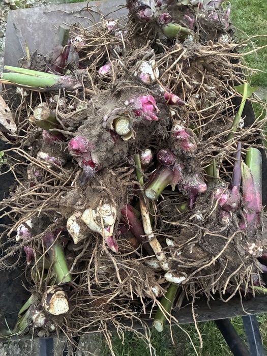 Canna bulwy 10 sztuk