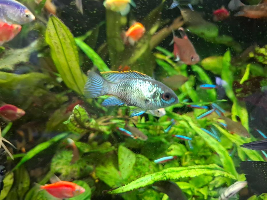 akarka eletric blue