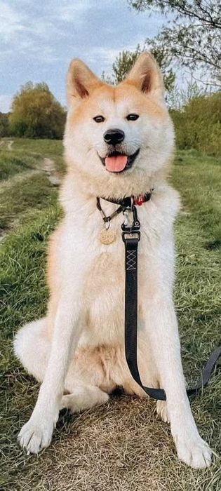 Віддам собаку Акіта іну, 4р