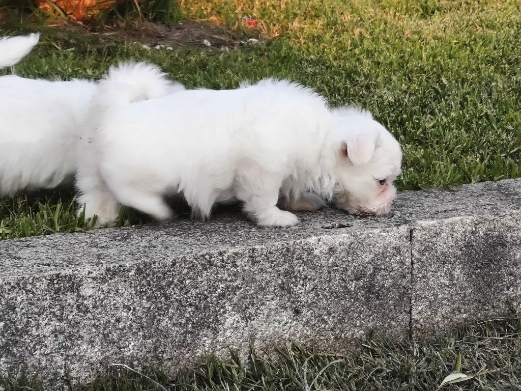 Bichon Maltês branquinho