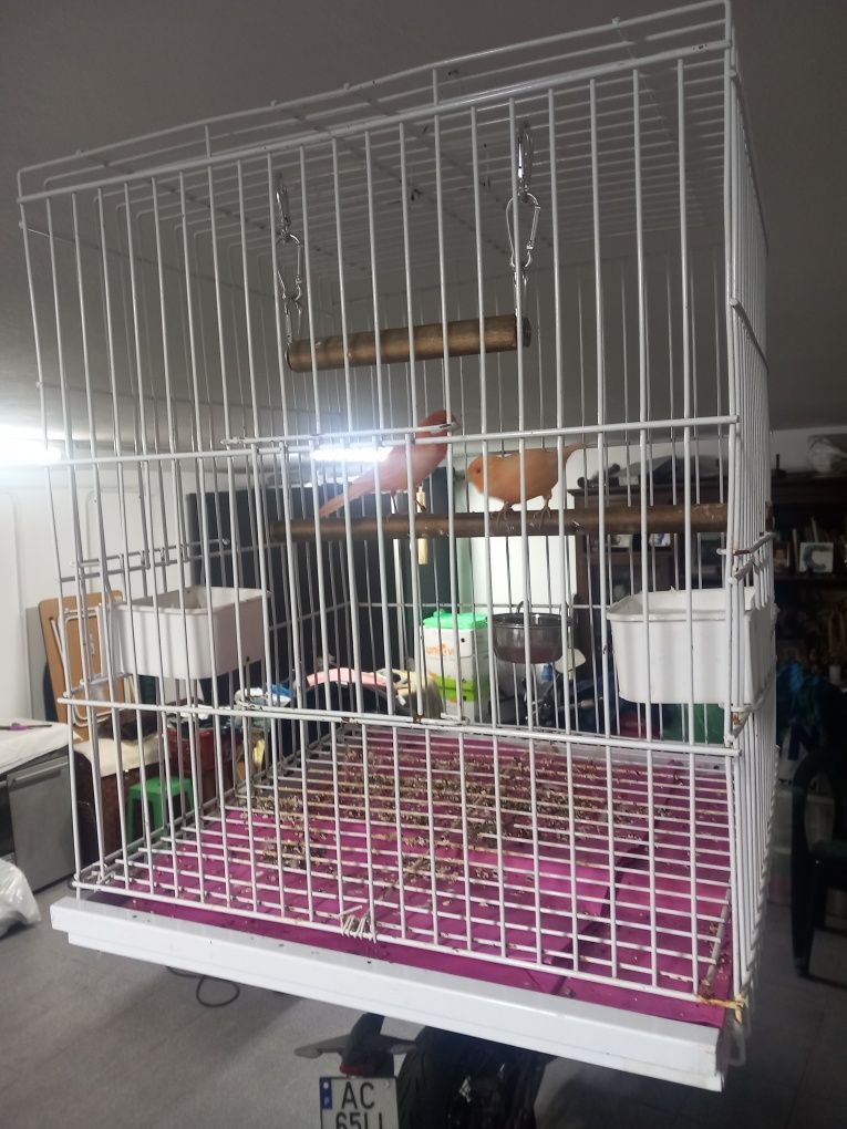 Venho casal de canários só até domingo..
