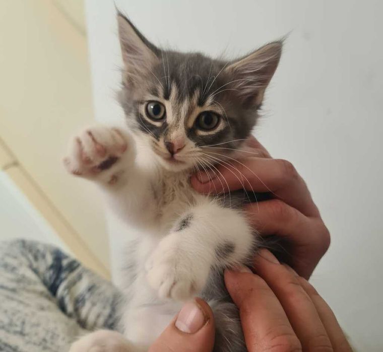 Кошенята шукають дім