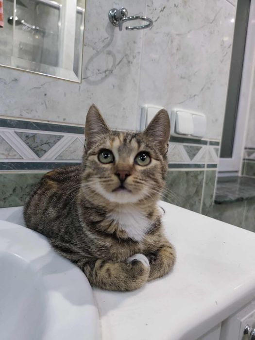 Cicia, maleńka kotka potrzebuje domu