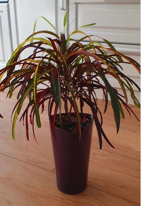 Кашпо Lechuza delta 15