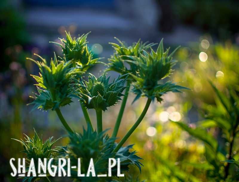 Mikołajek olbrzymi (Eryngium giganteum) - Miss Willmott's Ghost