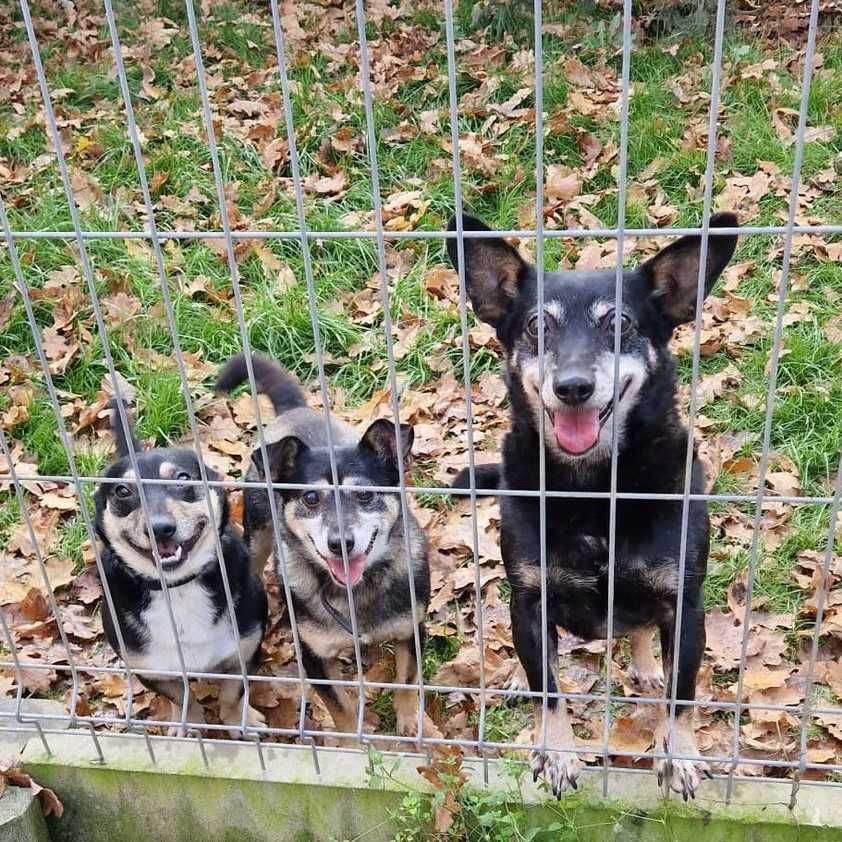 Lili- niewielka, łagodna, posłuszna. Wykastrowana i zaszczepiona sunia