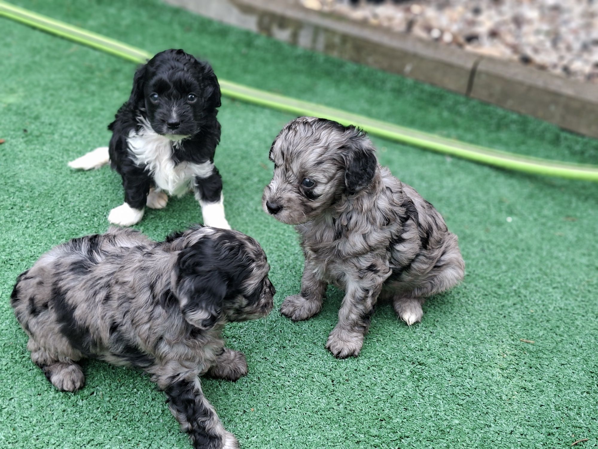 Szczenię cavapoo  merle z metryką