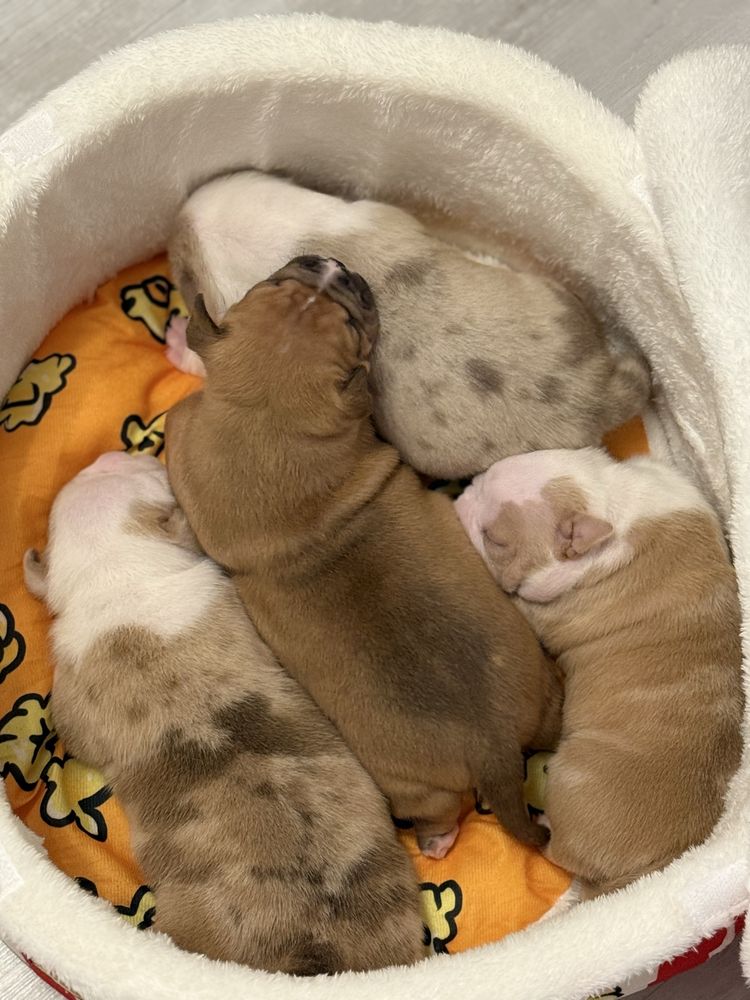 American Bully Pocket ABKC piesek