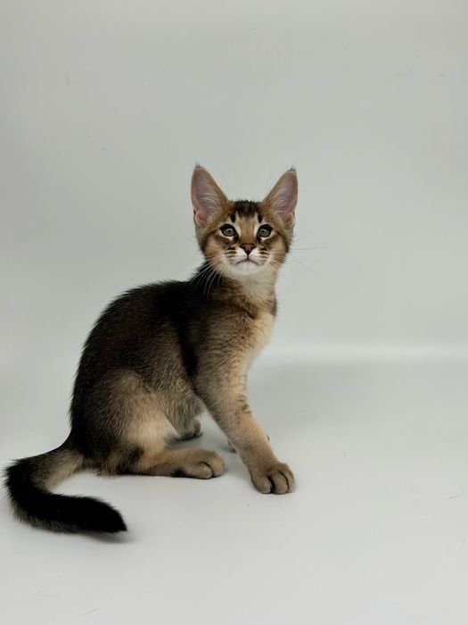 Абиссинец мальчик