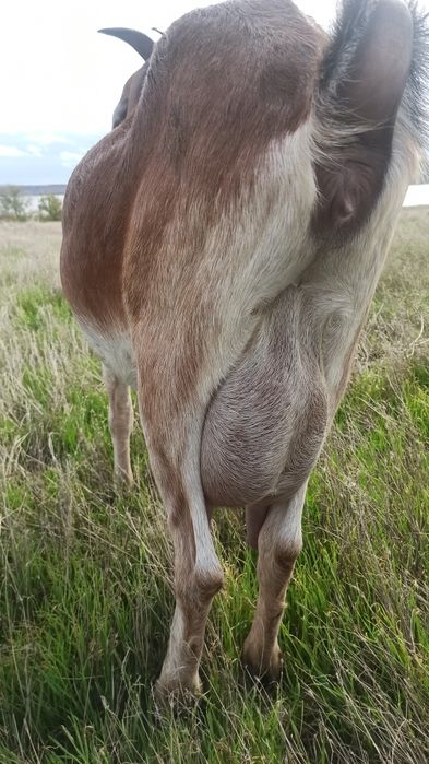Продам.Англонубийская коза