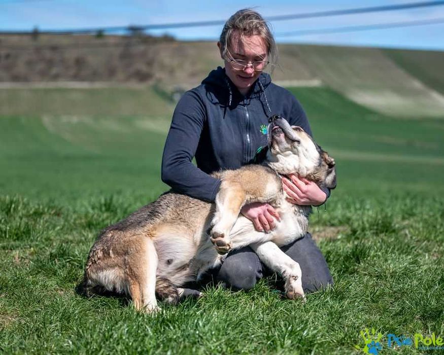 Ramona - kochana, bardzo miła większa suczka SCHRONISKO