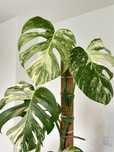 Monstera Variegata, Cała roślina ( 9 liści ) Okazja!!!