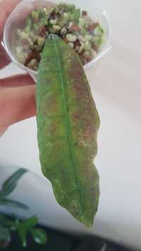 Hoya peninsularis iscandera do kolekcji