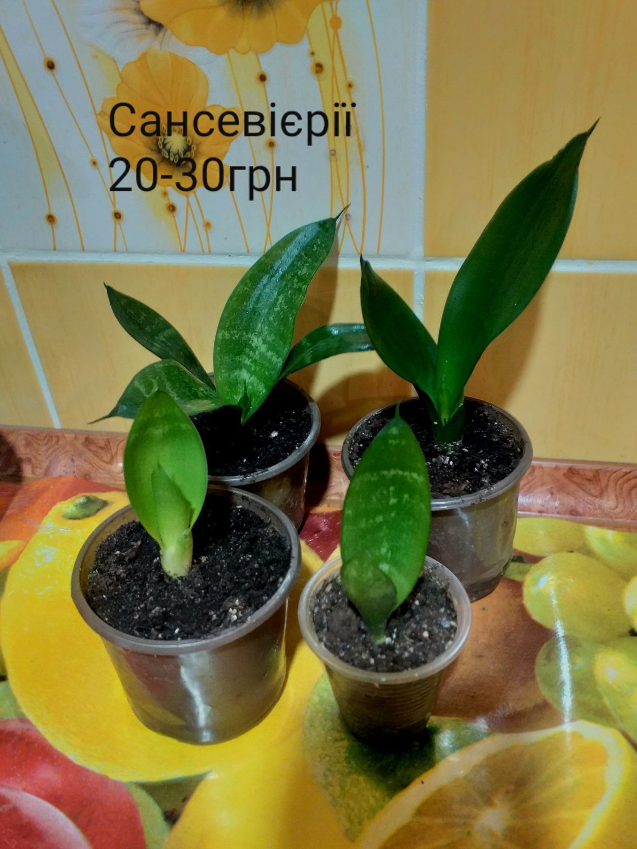 Продам комнатные цветы