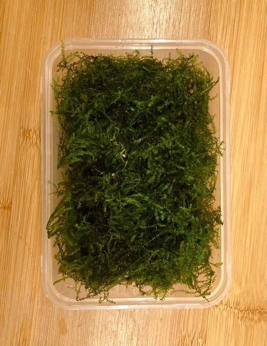 Musgo de Java para aquário (embalagem grande)