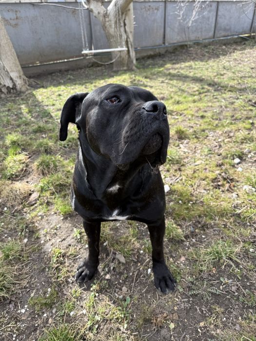 Пес породи Кане корсу самець вʼязка