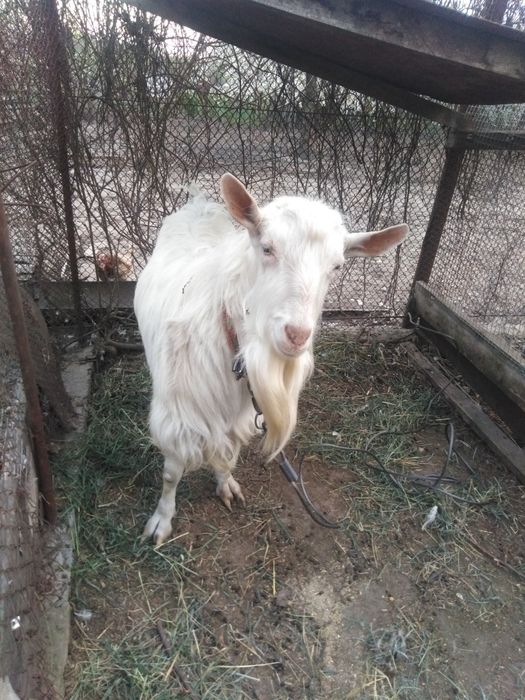 Цап на паровку кіз.