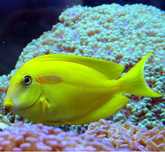 Acanthurus olivaceus 17 cm