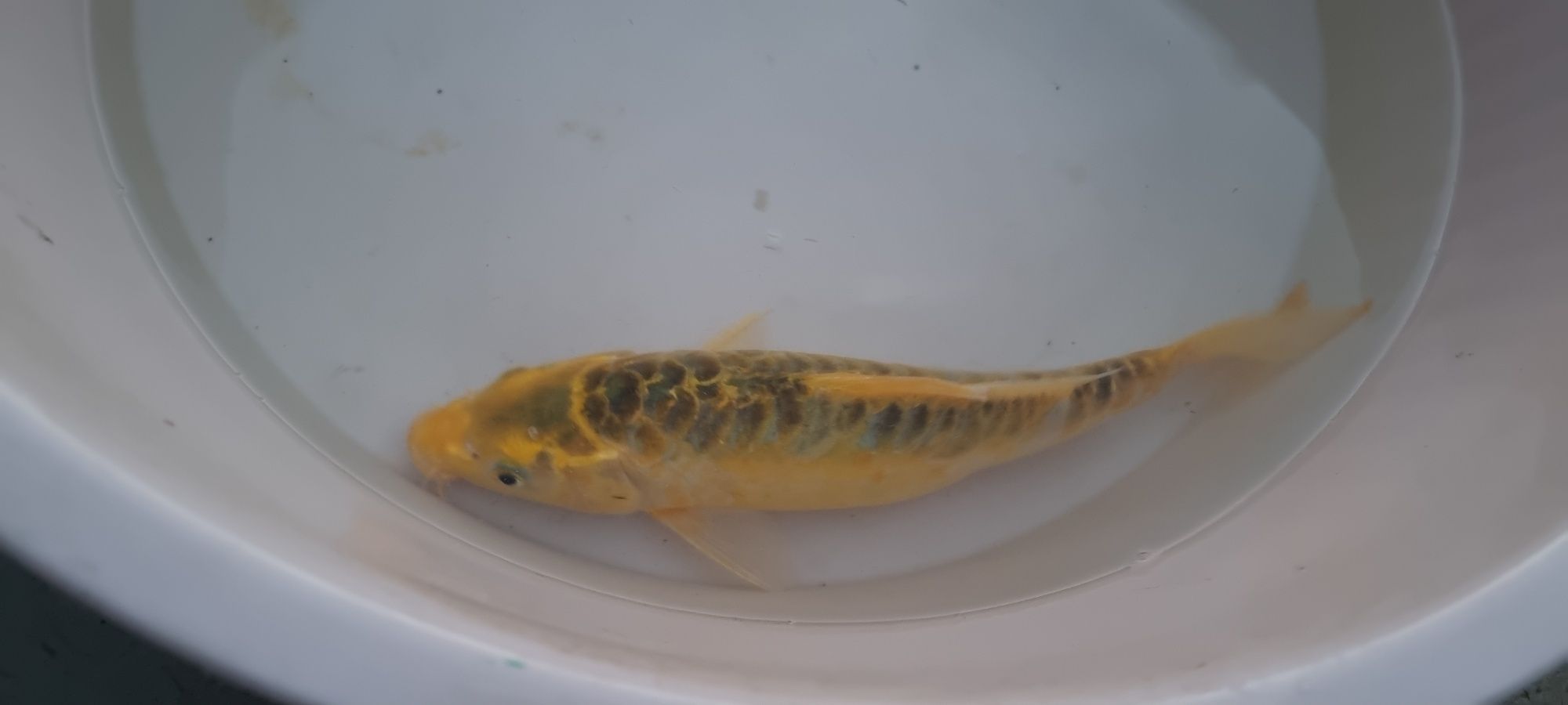 Carpa Koi - 30 cm