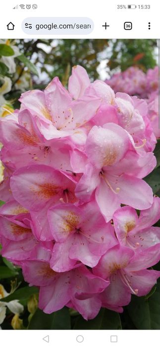 Рододендрон Аркадіус, Емануела, Дотелла Акція, великі