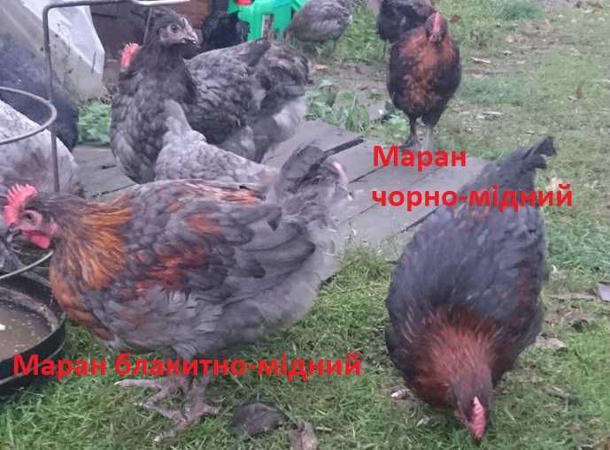Молоді півні - Маран ч/м та б/м, Люйкеданьцзи та Аям Цемани