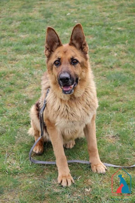 Piękna sunia owczarka niem. - spokojna, łagodna, delikatna - adoptuj