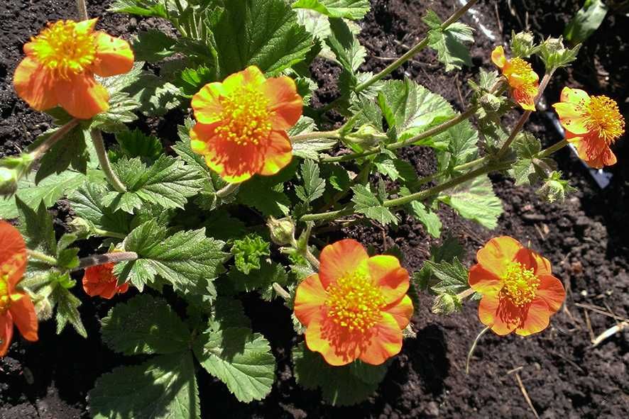 Гравілат - декоративна рослина